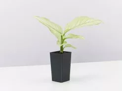 Dieffenbachia Seguine Milky Way -Plants in a Box Sales Shop DiffenbachiaMilkyWay single 4937ebf3 e99b 4f0a 8132 c0c9d3de9b6f
