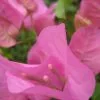 Bougainvillea Pink Donya 1 Bougainvillea Pink Donya -Plants in a Box Sales Shop Donya c79ce1bb 221a 4ec8 9b8b 9a39c330a287