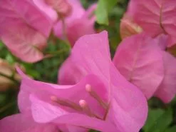 Bougainvillea Pink Donya