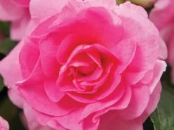 Impatiens Walleriana Fiesta Bonita Pink Double -Plants in a Box Sales Shop Double Impatiens Fiesta Bonita Pink Bloom 9688 99fe14cf 6a80 4536 badf 090bcfc9eea2