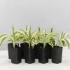 Dracaena Sanderiana White Stripe -Plants in a Box Sales Shop DracaenaSanderianaWhiteStripe 8plants 0f2fc6db c75e 4d9d 8b44 857c6ecfc147