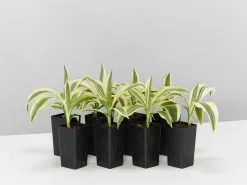 Dracaena Sanderiana White Stripe