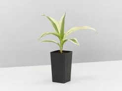 Dracaena Sanderiana White Stripe -Plants in a Box Sales Shop DracaenaSanderianaWhiteStripe singe e08a3dbf fd9b 41d8 ab9f e66a0958fbb6