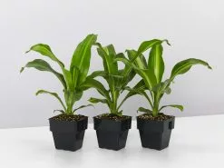 Dracaena Fragrans Burley