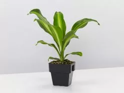 Dracaena Fragrans Burley -Plants in a Box Sales Shop DracenaBurley single 7e06b1a8 d086 4927 a2f4 371688d7ee53