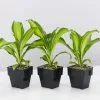 Dracena Marley 85mm -Plants in a Box Sales Shop DracenaMassengenaMarley 3plants