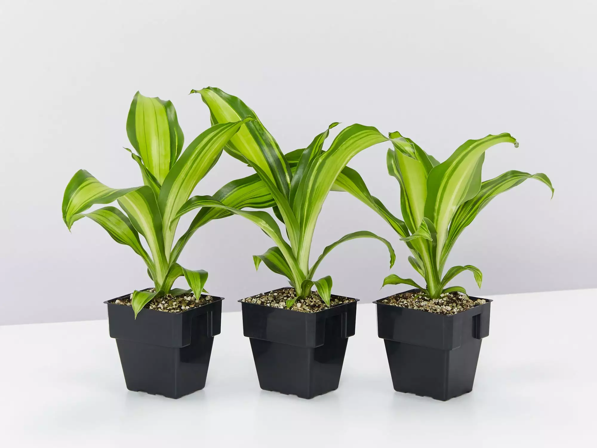 Dracena Marley 85mm 3 Dracena Marley 85mm