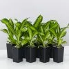 Dracena Marley -Plants in a Box Sales Shop DracenaMassengenaMarley 8plants 7d0d996e c316 4e6e b30a ebee2bc3fa36
