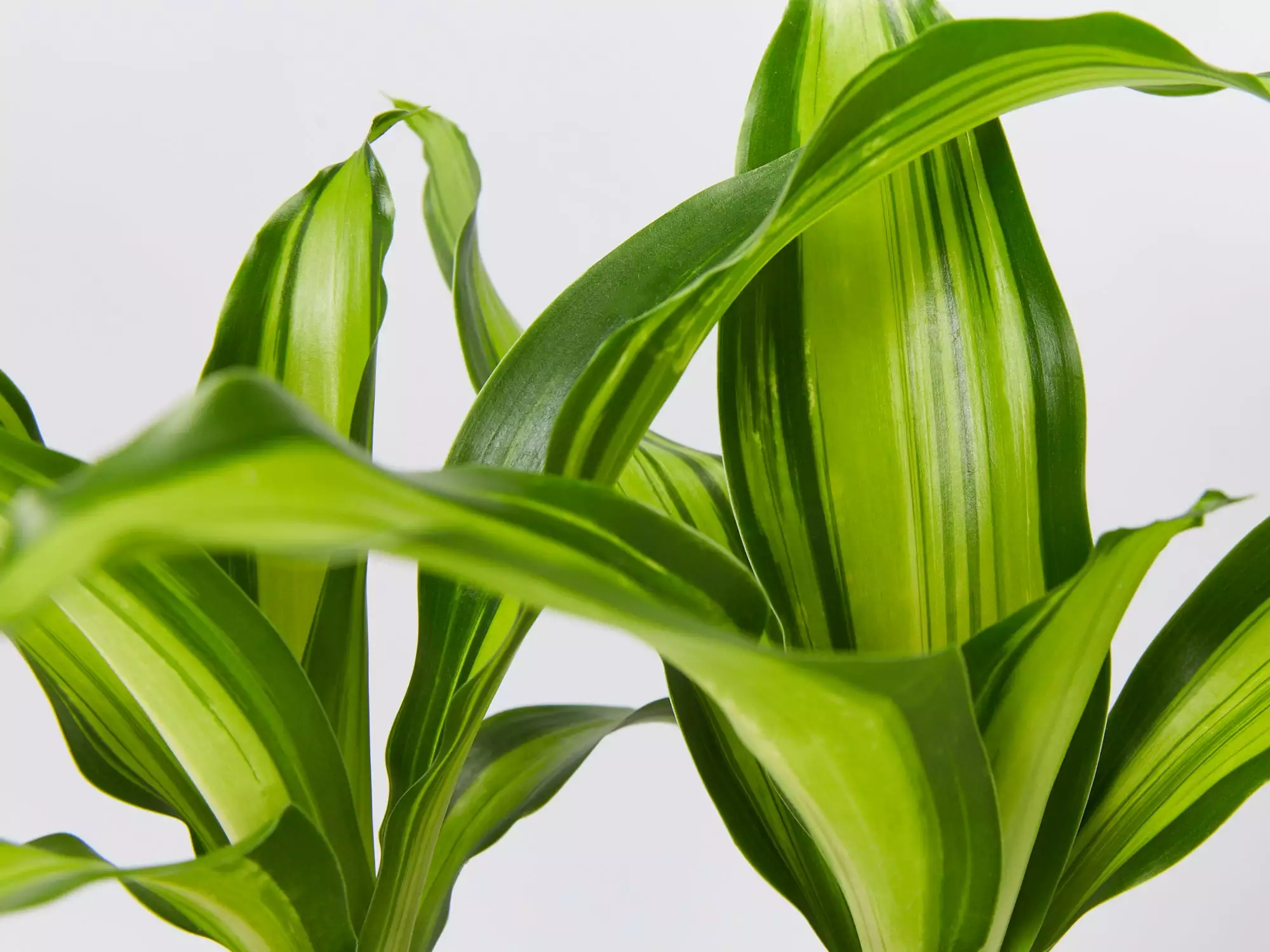 Dracaena Burley - Pot + Plant + Soil 4 Dracaena Burley - Pot + Plant + Soil - Image 2