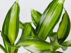 Dracena Marley -Plants in a Box Sales Shop DracenaMassengenaMarley detail 4be9252f bcf9 4b95 a224 98bdab276b17