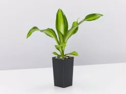 Dracena Marley -Plants in a Box Sales Shop DracenaMassengenaMarley single 3af23b1c d7d9 45d2 a132 4bebc3020245