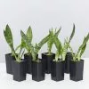Dracaena Trifasciata -Plants in a Box Sales Shop DracenaTrifasciata 8plants ba9df390 6dcd 4951 835d 5c323743068d
