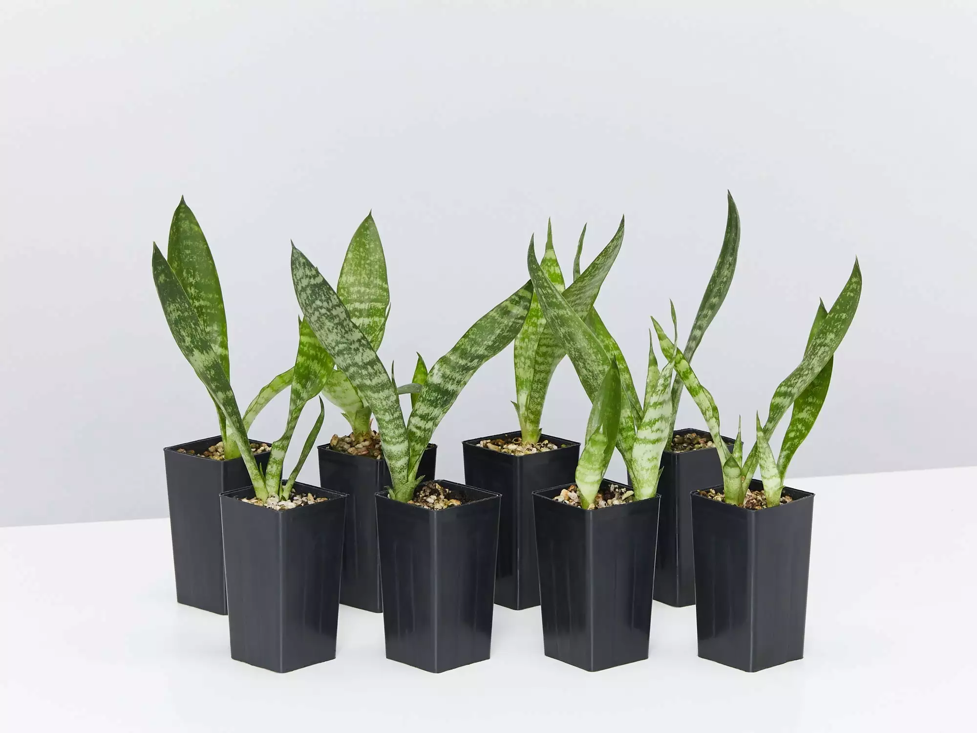 Dracaena Trifasciata 3 Dracaena Trifasciata