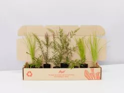 Drought Tolerant Plant Pack