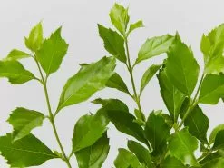 Duranta Repens 'Geisha Girl' -Plants in a Box Sales Shop DurantaRepensGeishaGirl detail 653d393b 7b03 413f b223 09f12b1a619f