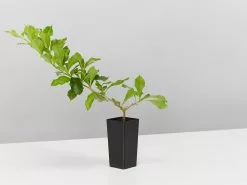 Duranta Repens 'Geisha Girl' -Plants in a Box Sales Shop DurantaRepensGeishaGirl single 85600e63 f146 4209 ac8c 7ec5a2468785