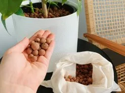 LECA - Canna Aqua Clay Balls 1L Bags -Plants in a Box Sales Shop EEBEA42C 6992 41F2 9B9A 3075C8C48BED 698EE412 5A60 46BE B019 0256526CB92D
