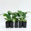 Rhaphidophora Decursiva -Plants in a Box Sales Shop EPPIN2 RS f896d1f7 2aa1 4390 b669 8d84e7f1d37d