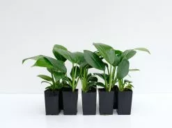 Rhaphidophora Decursiva