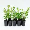 Escallonia Macrantha Pink Pixi -Plants in a Box Sales Shop ESCMAP RS 1c976f90 b2ae 4ef0 b99b 819ab749393c
