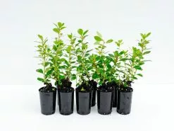 Escallonia Macrantha Pink Pixi