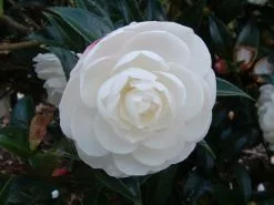 Camellia Sasanqua Early Pearly -Plants in a Box Sales Shop Early 20Pearly