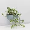 Ecopots Eco-Friendly Hanging Planters -Plants in a Box Sales Shop EccoPotGrey detail 2