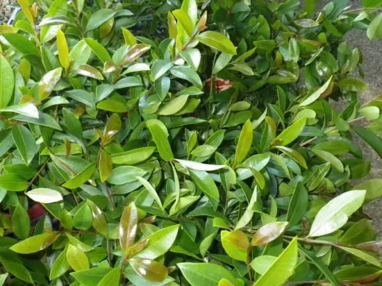Syzygium Elegance Lilly Pilly 4 Syzygium Elegance Lilly Pilly - Image 2