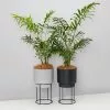 Elho Eco Stand + Palm + Pot (includes Coir)