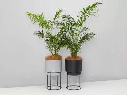 Elho Eco Stand + Palm + Pot (includes Coir)