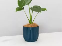 Elho Eco Friendly â™»ï¸Gift Box - Pick Your Own Houseplant 24 Elho Eco Friendly â™»ï¸Gift Box - Pick Your Own Houseplant -Plants in a Box Sales Shop ElhoVibeBlue Monstera
