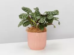 Elho Eco Friendly â™»ï¸Gift Box - Pick Your Own Houseplant 35 Elho Eco Friendly â™»ï¸Gift Box - Pick Your Own Houseplant -Plants in a Box Sales Shop ElhoVibePotCtenantheBurleMarxii single