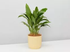 Elho Eco Friendly â™»ï¸Gift Box - Pick Your Own Houseplant 30 Elho Eco Friendly â™»ï¸Gift Box - Pick Your Own Houseplant -Plants in a Box Sales Shop ElhoVibePotSpathiphyllum single