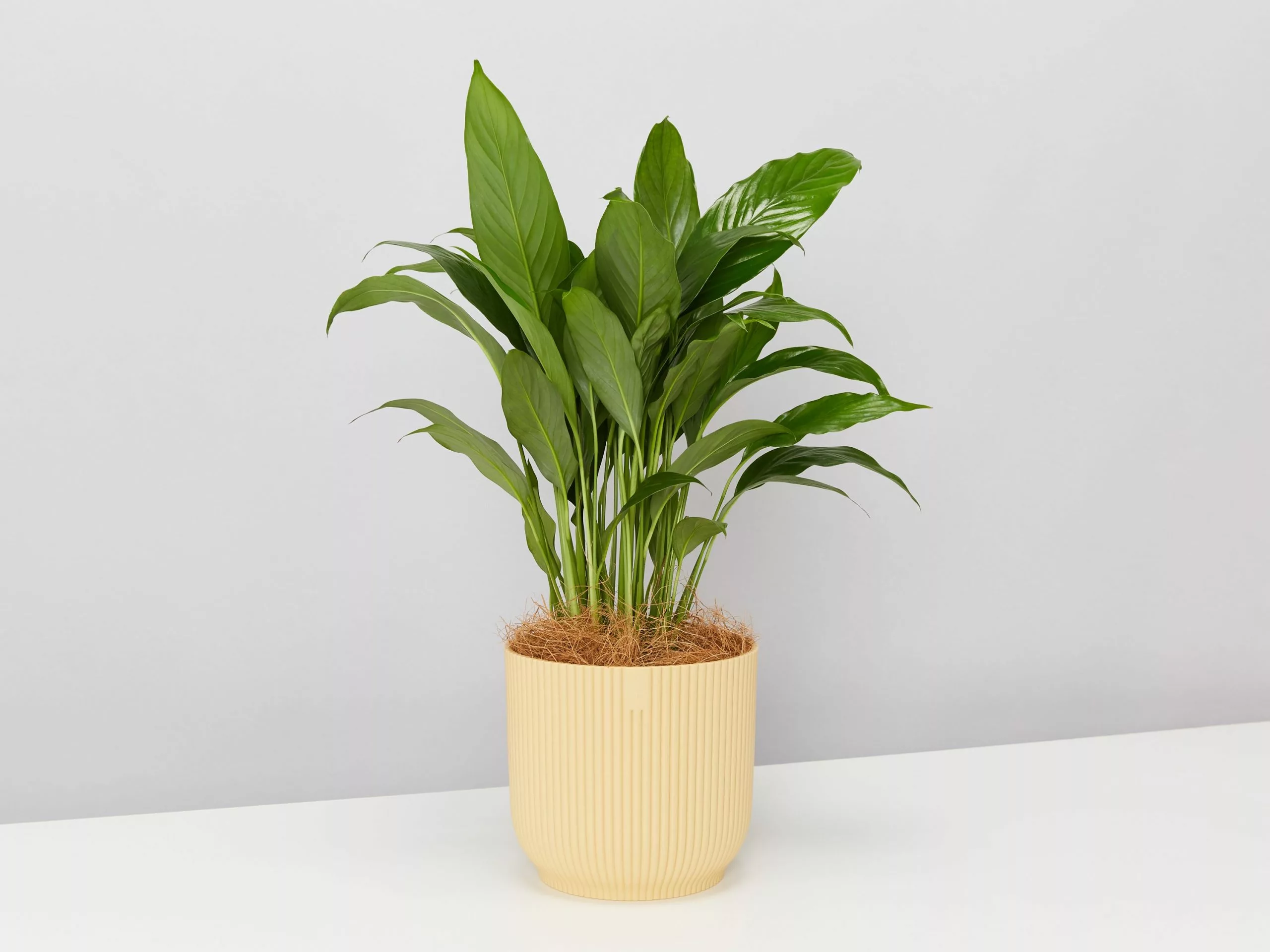 Elho Eco Friendly â™»ï¸Gift Box - Pick Your Own Houseplant 11 Elho Eco Friendly â™»ï¸Gift Box - Pick Your Own Houseplant - Image 9