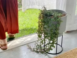 Pilea Libanensis Silver Sprinkles 11 Pilea Libanensis Silver Sprinkles -Plants in a Box Sales Shop Elho PlantStand Grey02 0d581805 0fdb 421d abdf ffea99b952ea