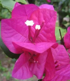 Bougainvillea Elizabeth 11 Bougainvillea Elizabeth -Plants in a Box Sales Shop Elizabeth 27605c4c 7beb 4900 bf9b ed162c270938