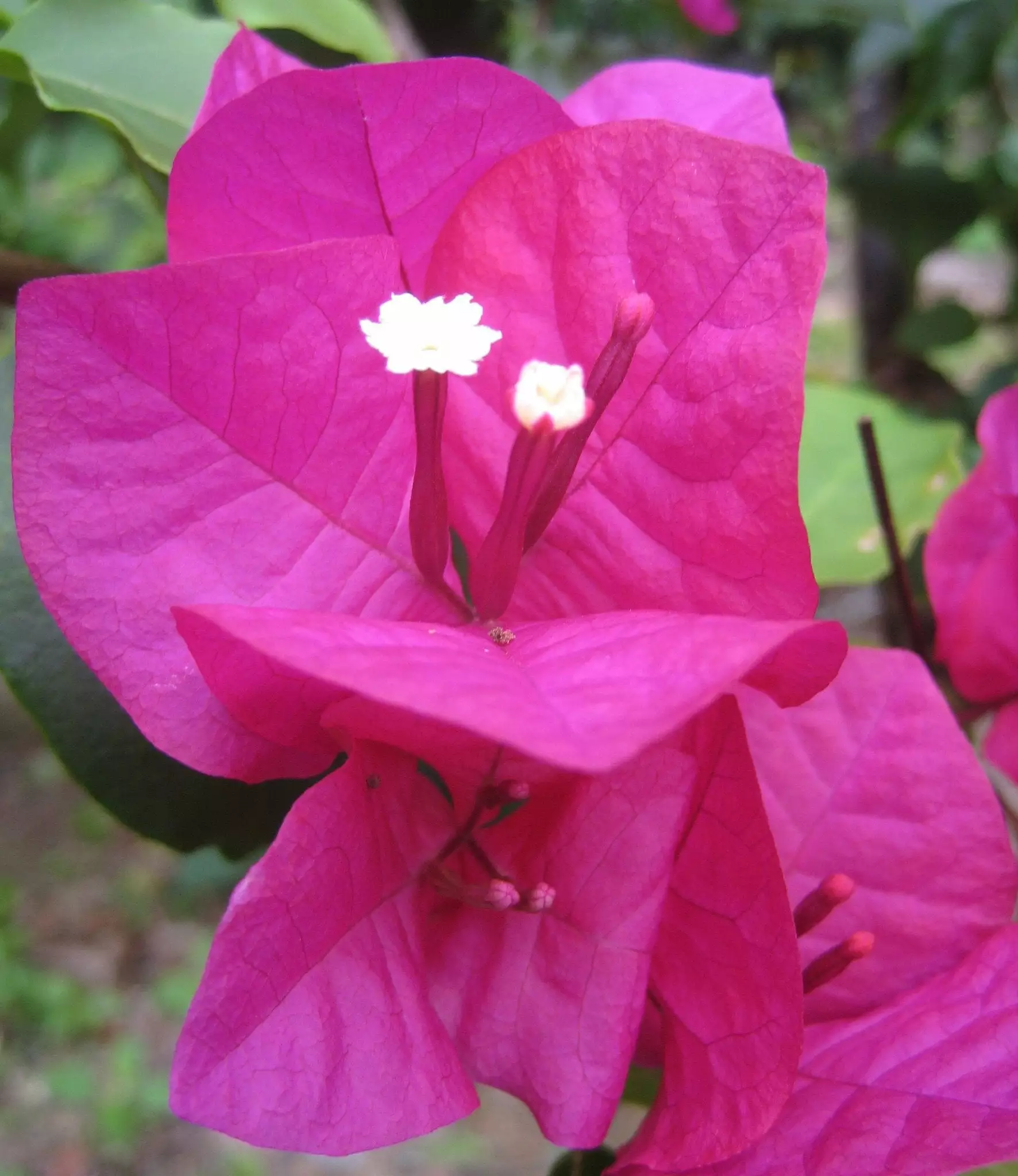 Bougainvillea Elizabeth 7 Bougainvillea Elizabeth - Image 5