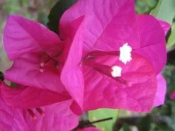 Bougainvillea Elizabeth - 85mm -Plants in a Box Sales Shop Elizabeth aca21aa0 29d1 4767 92d4 ddc94fd25ec5