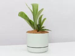Platycerium Bifurcatum 'Elkhorn Fern' - Pot + Plant