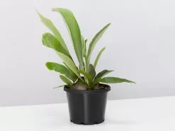 Platycerium Bifurcatum 'Elkhorn Fern' - Pot + Plant -Plants in a Box Sales Shop ElkhornFern single large 1e02b0b5 829e 4ccf 9083 ac31600afca1