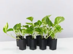 Golden Pothos Indoor Plant Pack