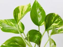 Golden Pothos Indoor Plant Pack -Plants in a Box Sales Shop EpipremnumAueumGolden detail c7084df6 a4ee 4f31 a2b8 1de9c227066e