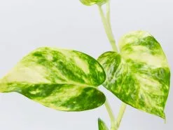 Golden Pothos Indoor Plant Pack -Plants in a Box Sales Shop EpipremnumAureumGoldenPathos detail 67e449c1 0434 40e4 9f4c 9696d61e9b9d