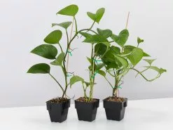 Green Jade Pothos Plant Box -Plants in a Box Sales Shop EpipremnumAureumJade 3plants da8ea944 690c 40a5 8579 c36e73c3e8d0