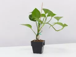 Green Jade Pothos Plant Box -Plants in a Box Sales Shop EpipremnumAureumJade single dacd352e 390c 4622 bd93 438926afc4d1