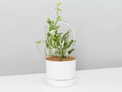 Corporate Plant Gift Box -Plants in a Box Sales Shop EpipremnumAureumSnowQueenMrKitlyWhiteOstakeWhite single