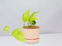 Pothos Goldilocks - Pot + Plant + Soil -Plants in a Box Sales Shop EpipremnumGoldilocks ApricotPot