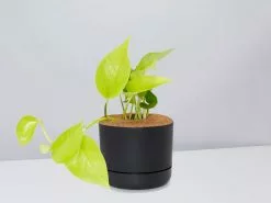 Pothos Goldilocks - Pot + Plant + Soil -Plants in a Box Sales Shop EpipremnumGoldilocks BlackPot