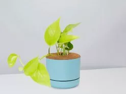 Pothos Goldilocks - Pot + Plant + Soil -Plants in a Box Sales Shop EpipremnumGoldilocks BluePot