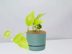 Pothos Goldilocks - Pot + Plant + Soil -Plants in a Box Sales Shop EpipremnumGoldilocks CbGreenPot 1a48b85e 300c 4fd8 aa51 dc75f3f82a25
